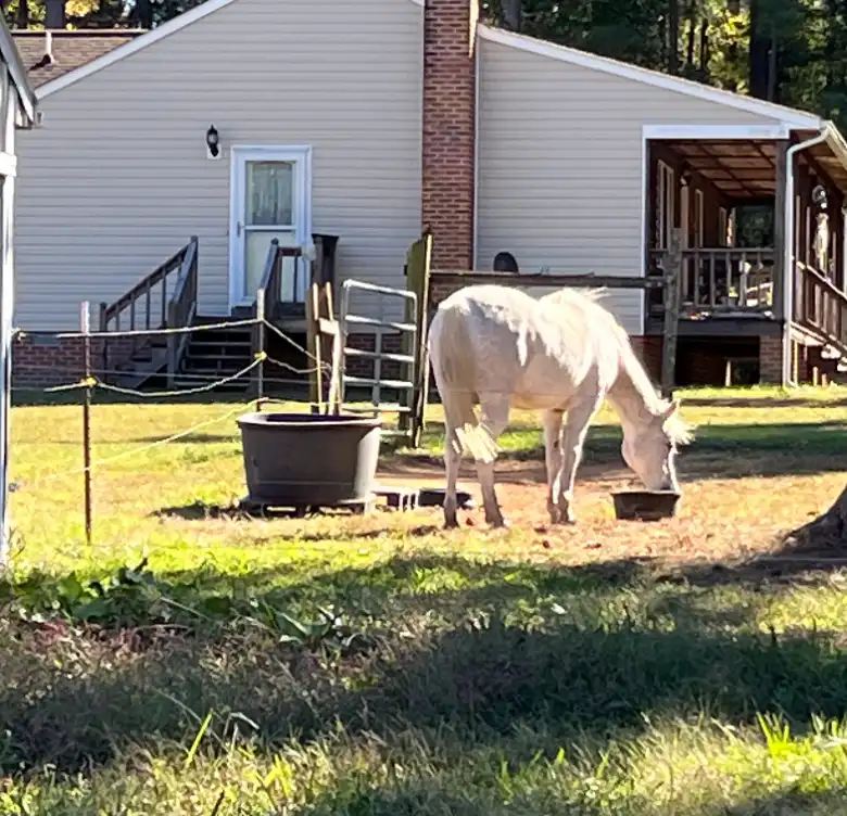 picture of horse grazing at L and L Farm