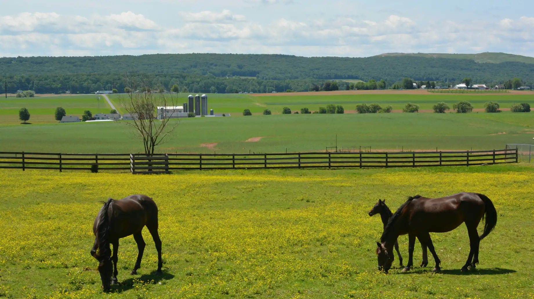 horses grazing and eating grass