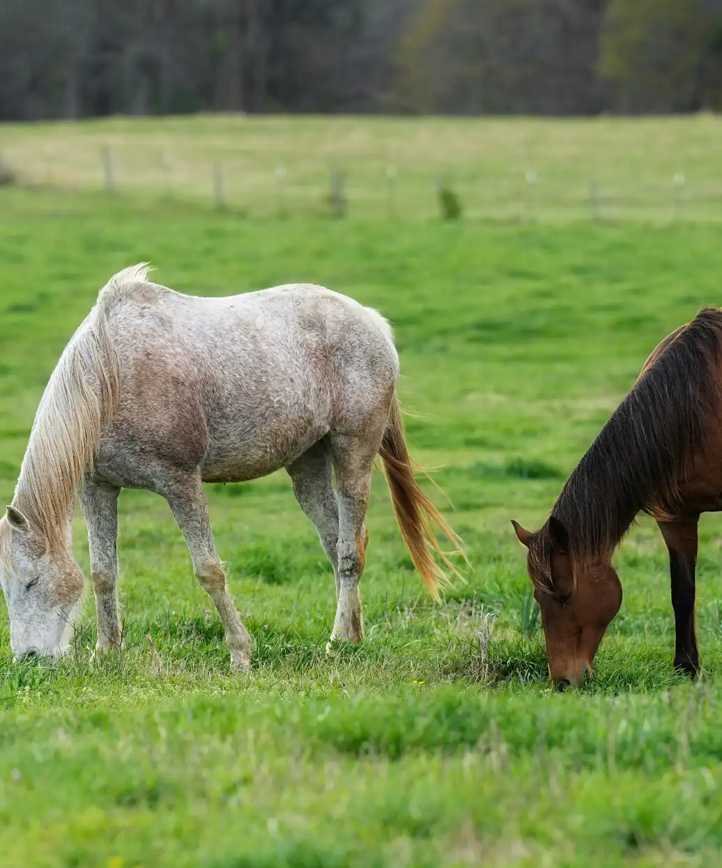 picture of two horses grazing in an open field